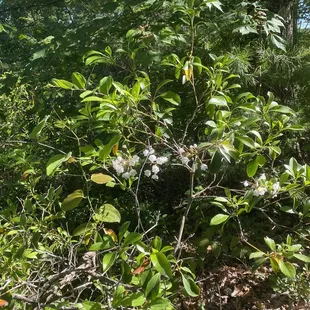 Wild flowers