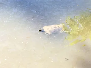 Farbach-Werner Nature Preserve