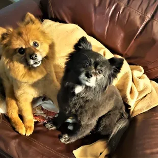 Not the best photo, but Bella and Buddy are happy with their haircuts!