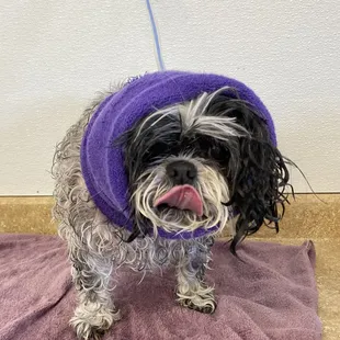 Miss. rocking her happy hoodie during drying time @ Daniel's Pet Makeover - " It's always about the dog ! "