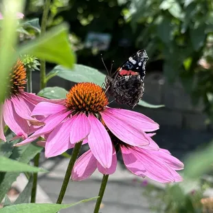 Echinacea with a visitor