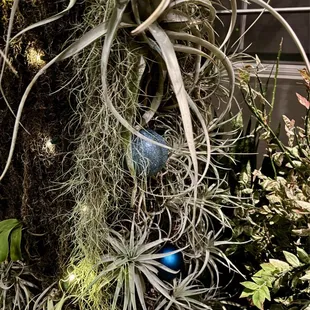 Orchid conservatory during the holidays