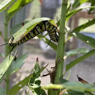 Caterpillar