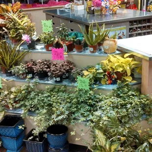 a display of plants for sale