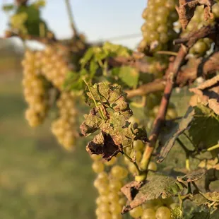 a bunch of grapes on the vine