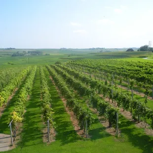 rows of grape vines