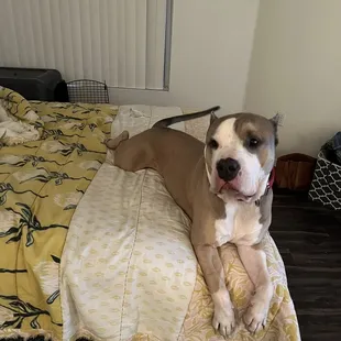 Zeus loves to visit Dank too