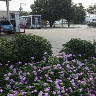 purple flowers in front of a gas station