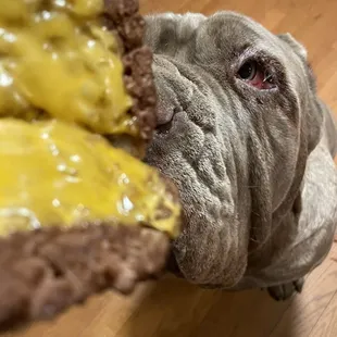 Doggo burger with cheese