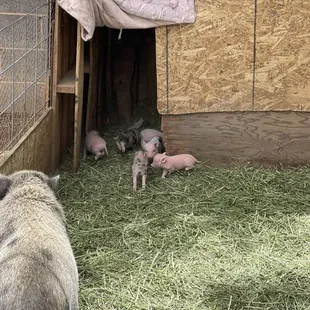 My pig and piglets! I buy the feet, the pallets and the hay all from Dans boot and saddle