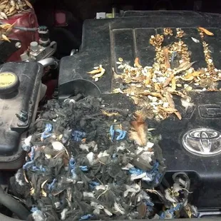 Pack rats again.....