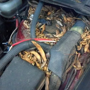 Pack rats.....why did it have to be pack rats??