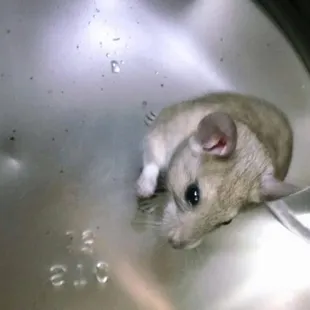 So cute but soooo destructive!!!