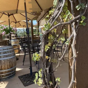 Outdoor tasting room
