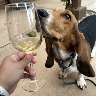 Love dog friendly wineries
