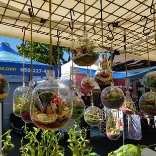 Succulent terrariums