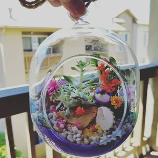Ended up buying a small succulent terrarium.