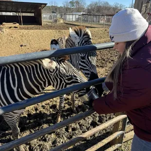 Feeding Zebras