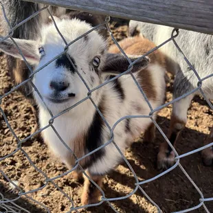 The cutest goat
