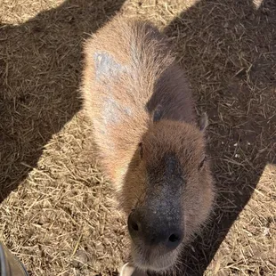 Capybara
