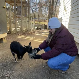 Another cute goat