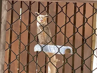 Carolina Raptor Center
