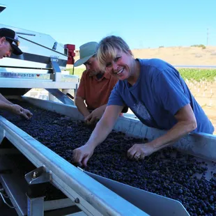 Our grapes are hand sorted to ensure the highest levels of quality