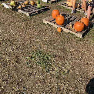 2 weeks before Halloween... not much to choose from. A lot were broken and rotted