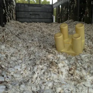 Coolest thing ever!  A large bin filled with unginned cotton for the kids to jump and play in!  I could barely restrain myself!