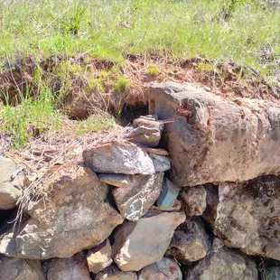 Hello Mr. Rattlesnake!