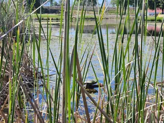 River Oaks Golf Club