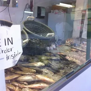 Fresh seafood on display - live crabs sometimes available