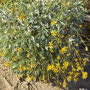 Desert Gold Wildflower