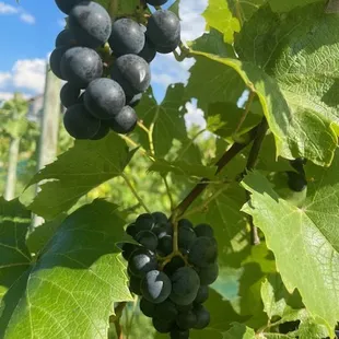 a bunch of grapes on a vine