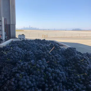 Our prized Zinfandel AND that view!