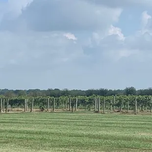 rows of grape vines