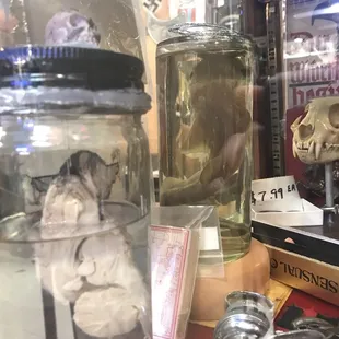 No idea what these preserved things are