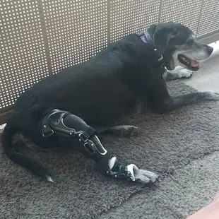 Bella in her brace from the $$$$ I saved  :)