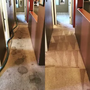 cleaning pet stains in hallway