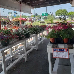 a variety of flowers