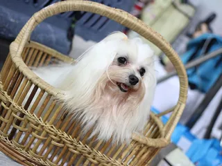 Sudzy Paws Pet Grooming