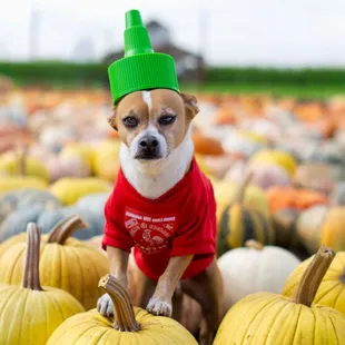 Dave's Pumpkin Patch @ Vierra Farms