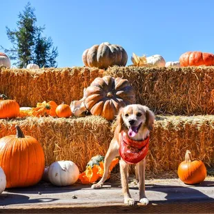 Pumpkin patch pictures