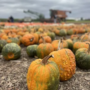 a field of pumpkins