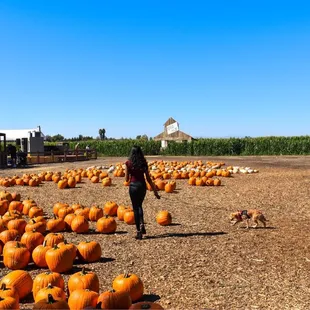 Pumpkin patch