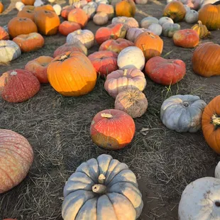 So many colors and types of pumpkins!