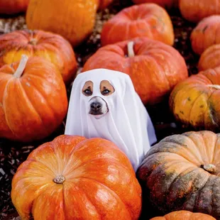 Dressed up for Halloween