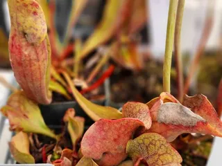 Midtown Farmers Market