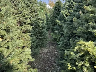 Dave's Christmas Trees