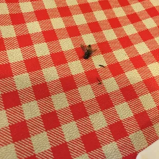 Dead flies on our table! So disgusting!